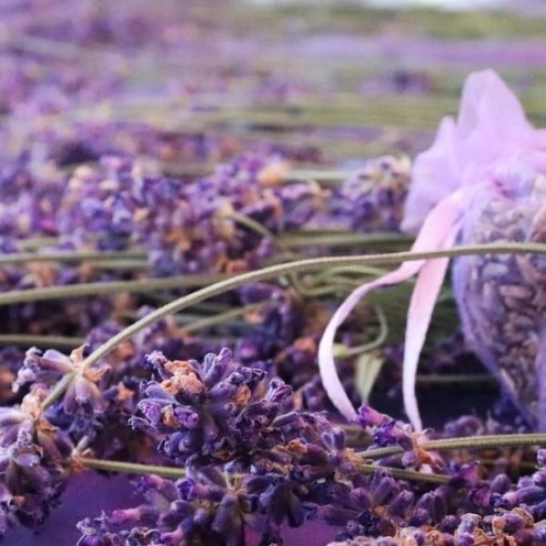 Lavender-flowers-1170x550